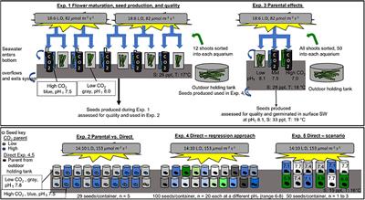 How Does Ocean Acidification Affect the Early Life History of Zostera marina? A Series of Experiments Find Parental Carryover Can Benefit Viability or Germination